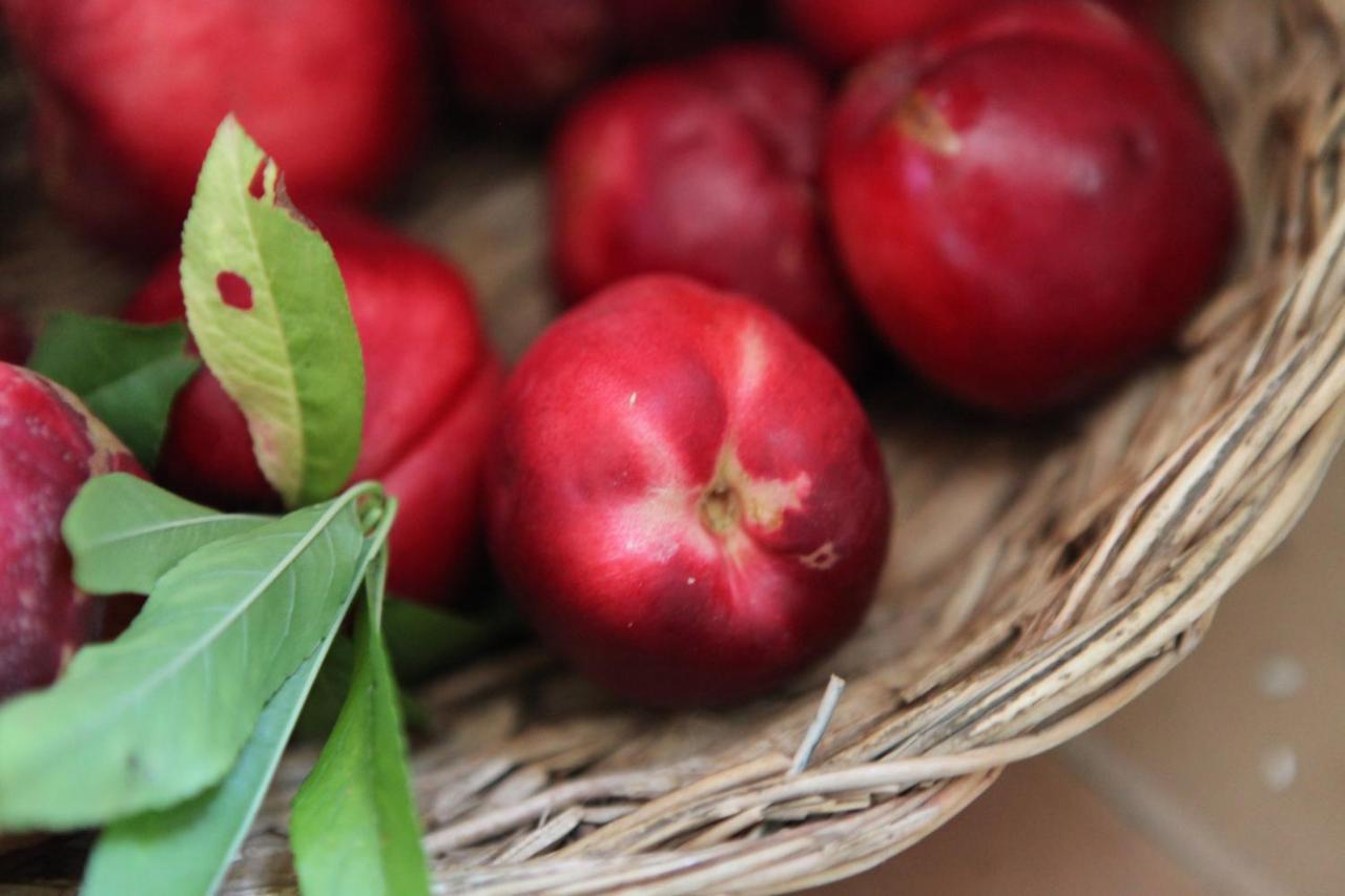 פארמה B&B Podere Merlo מראה חיצוני תמונה